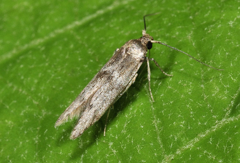 Blastobasis phycidella (Blastobasidae)